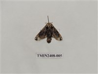 藏品(背刺蛾)的圖片